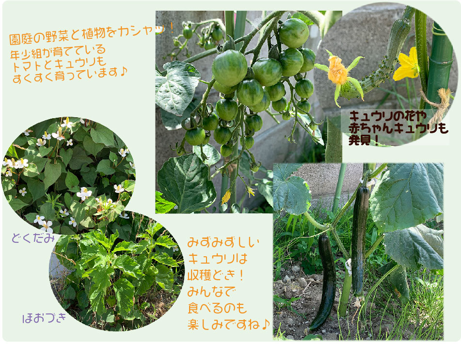 7.8園庭野菜と植物